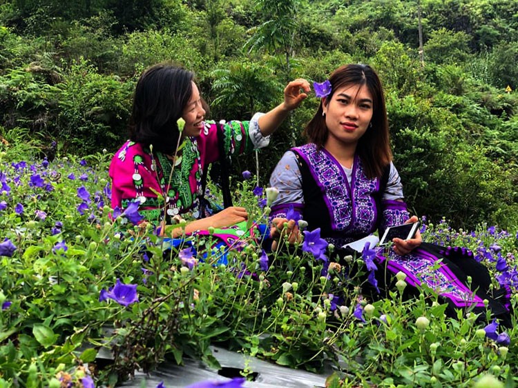 Lào Cai: Nông dân vùng cao Bắc Hà vui mùa trồng cây dược liệu cát cánh Lào Cai: Nông dân vùng cao Bắc Hà vui mùa trồng cây dược liệu cát cánh