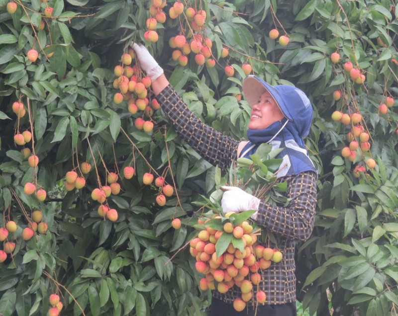 Tỉnh Hải Dương 