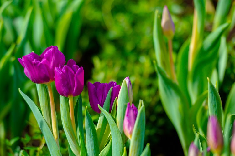 Vượt qua nhiều điểm đến tâm linh, Núi Bà Đen được tìm kiếm hàng triệu lượt trên google mỗi tháng Vượt qua nhiều điểm đến tâm linh, Núi Bà Đen được tìm kiếm hàng triệu lượt trên google mỗi tháng