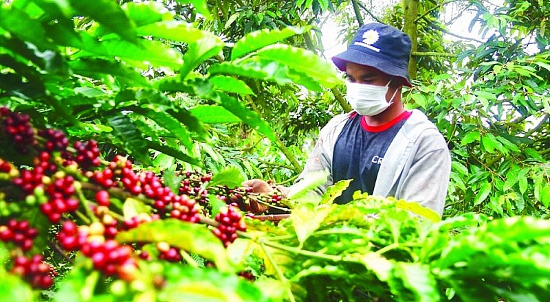 Xuất khẩu cà phê khởi sắc trong tháng 2 Xuất khẩu cà phê khởi sắc trong tháng 2