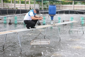 Ngành tôm phấn đấu đạt kim ngạch xuất khẩu trên 4,3 tỷ USD trong 2023