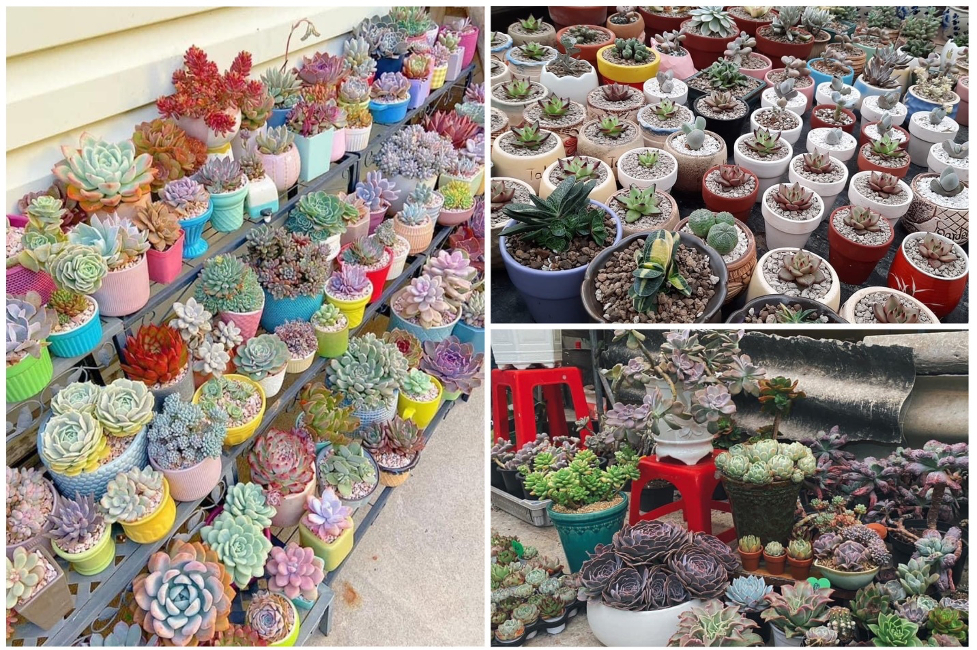 Thị trường quà tặng 8/3: Hoa tươi, hoa “ăn được” hút khách