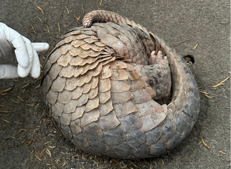 Đà Nẵng: Tê tê quý hiếm nặng 4kg “lạc” vào khu dân cư