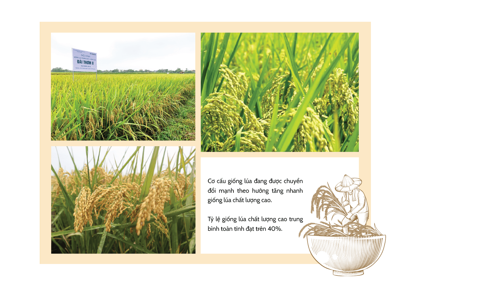 Longform | Đa dạng giải pháp xúc tiến thương mại cho nông sản Thái Bình Longform | Đa dạng giải pháp xúc tiến thương mại cho nông sản Thái Bình