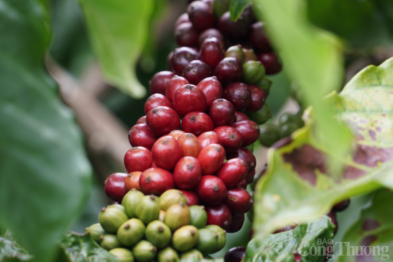 Giá cà phê hôm nay, 13/3: Cà phê trong nước tuột khỏi mốc 48.000 đồng/kg