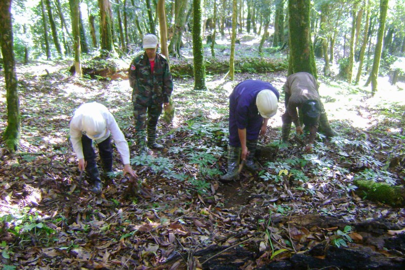 Bài 1: Sâm Ngọc Linh: Hành trình từ cây bản địa đến dòng sâm quý Việt Nam Bài 1: Sâm Ngọc Linh: Hành trình từ cây bản địa đến dòng sâm quý Việt Nam