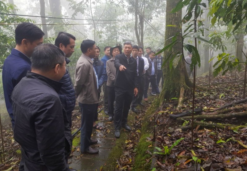 Longform | Quảng Nam: Tiếp thêm động lực đưa Sâm Ngọc Linh vươn ra thế giới Longform | Quảng Nam: Tiếp thêm động lực đưa Sâm Ngọc Linh vươn ra thế giới