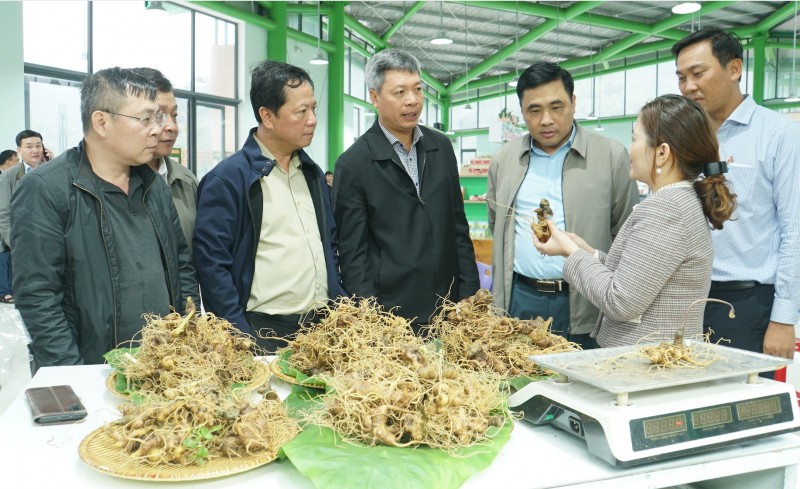 Longform | Quảng Nam: Tiếp thêm động lực đưa Sâm Ngọc Linh vươn ra thế giới Longform | Quảng Nam: Tiếp thêm động lực đưa Sâm Ngọc Linh vươn ra thế giới