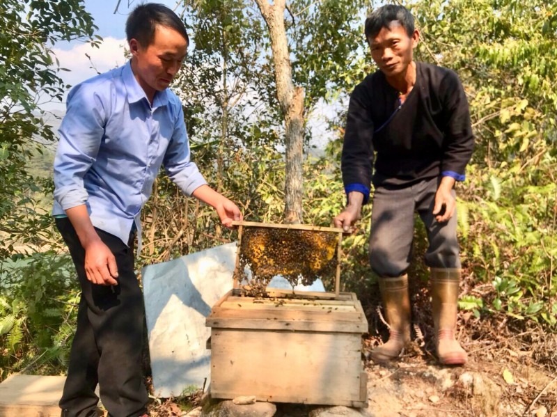 Sùng A Khày nuôi ong rừng trên đỉnh Háng Cháng Lừ