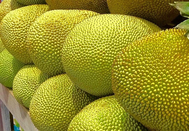 Giá mít Thái tăng cao nhất trong vòng 4 năm qua Giá mít Thái tăng cao nhất trong vòng 4 năm qua