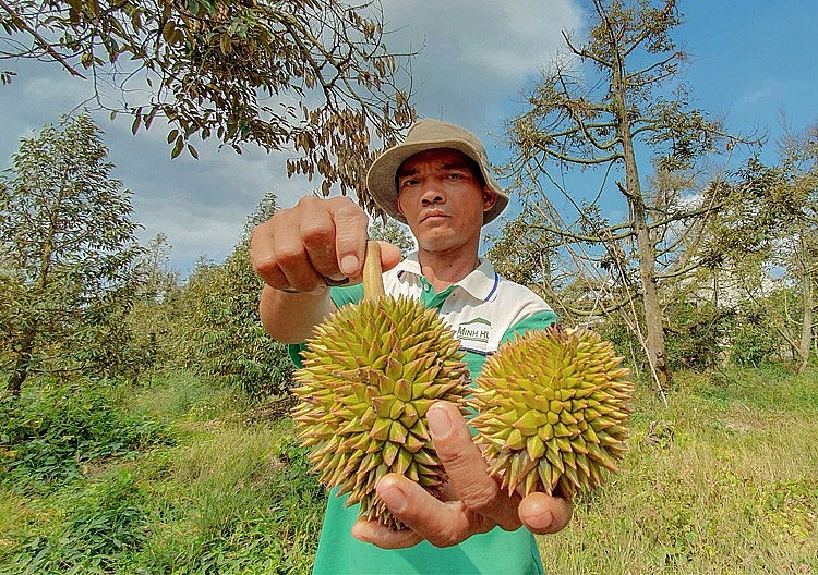 Mặc dù giá sầu riêng đang hấp dẫn nhưng nhiều địa phương ở Đồng bằng sông Cửu Long khuyến cáo người dân không nên phát triển diện tích trồng để tránh tình trạng đùn hàng, dội chợ như nhiều loại trái cây khác Mặc dù giá sầu riêng đang hấp dẫn nhưng nhiều địa phương ở Đồng bằng sông Cửu Long khuyến cáo người dân không nên phát triển diện tích trồng để tránh tình trạng đùn hàng, dội chợ như nhiều loại trái cây khác