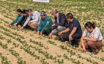 Mở mùa lạc - thêm cơ hội giảm nghèo từ nơi đồng ruộng đã từng gắn bó