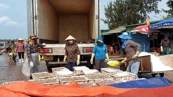 Ngư dân trúng đậm cá cơm, thương lái chờ sẵn thu mua tại cảng