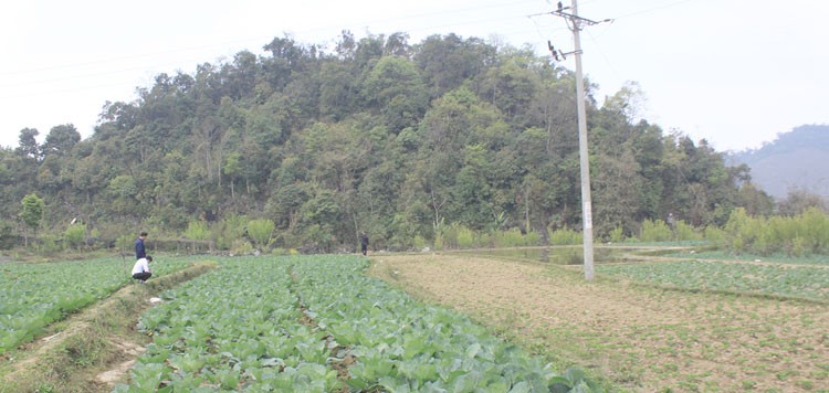 Phát triển cây rau trái vụ nâng cao thu nhập cho đồng bào Mông vùng cao Phát triển cây rau trái vụ nâng cao thu nhập cho đồng bào Mông vùng cao