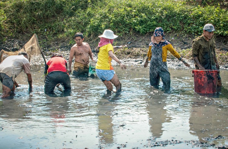 Tát đìa, bắt được cặp cá lóc "khủng" 7kg 1 con Tát đìa, bắt được cặp cá lóc "khủng" 7kg 1 con