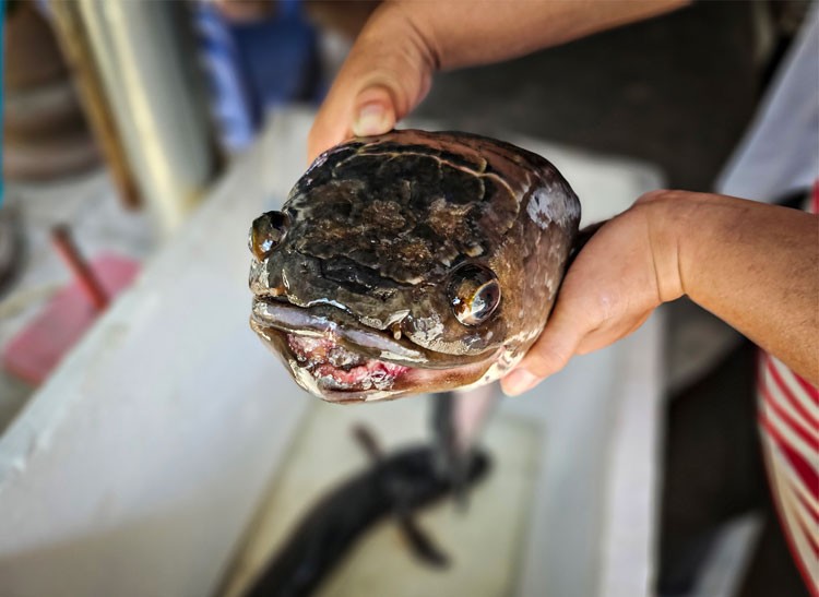 Tát đìa, bắt được cặp cá lóc "khủng" 7kg 1 con Tát đìa, bắt được cặp cá lóc "khủng" 7kg 1 con