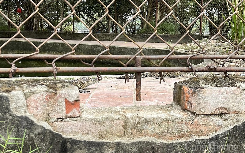 Người dân tỏ ra lo ngại khi khu vực nuôi cá sấu một số hạng mục đã xuống cấp. Tuy nhiên, đơn vị chủ quản là Công ty cổ phần Trung Long khẳng định vẫn an toàn. Người dân tỏ ra lo ngại khi khu vực nuôi cá sấu một số hạng mục đã xuống cấp. Tuy nhiên, đơn vị chủ quản là Công ty cổ phần Trung Long khẳng định vẫn an toàn.