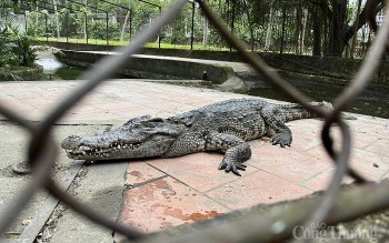 Nghệ An: Đàn cá sấu nuôi trong chuồng xuống cấp ở công viên khiến người dân lo lắng