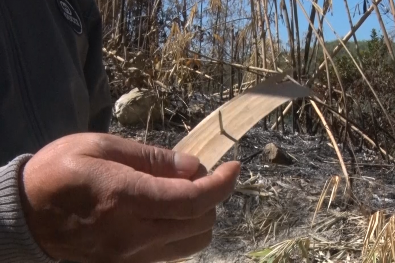 Đắk Nông: Rộ nạn lâm tặc 