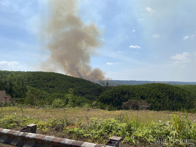 Đắk Nông: Rộ nạn lâm tặc "bẫy" cán bộ bảo vệ rừng