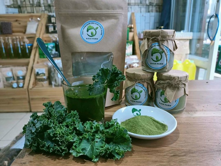 Trồng cải kale thu tiền triệu mỗi ngày Trồng cải kale thu tiền triệu mỗi ngày