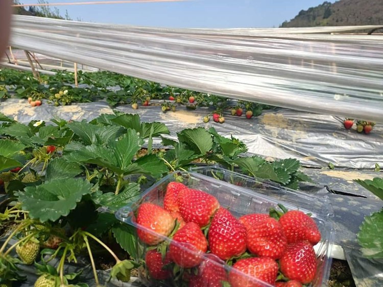 Trồng cải kale thu tiền triệu mỗi ngày Trồng cải kale thu tiền triệu mỗi ngày