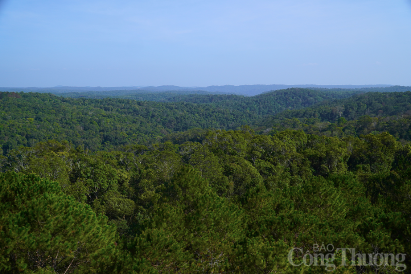 Đắk Nông: Phát triển rừng gắn với tạo sinh kế cho đồng bào Đắk Nông: Phát triển rừng gắn với tạo sinh kế cho đồng bào