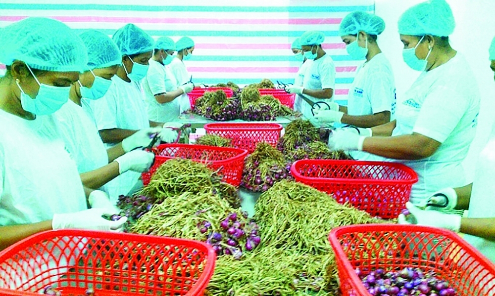 Chế biến hành tím xuất khẩu. 	Ảnh: ST