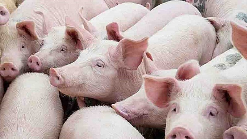 ảnh minh họa ảnh minh họa