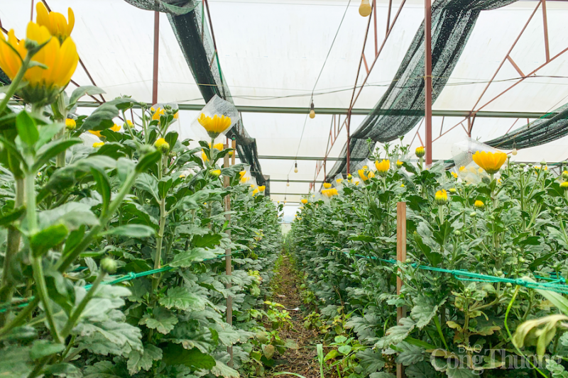 Chuyển từ trồng tiêu sang trồng hoa cúc, thanh niên Gia Lai thu lãi trăm triệu Chuyển từ trồng tiêu sang trồng hoa cúc, thanh niên Gia Lai thu lãi trăm triệu