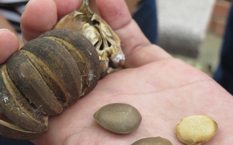 ăn quả cây ngô đồng tỉnh Lâm Đồng. Ảnh: Internet ăn quả cây ngô đồng tỉnh Lâm Đồng. Ảnh: Internet