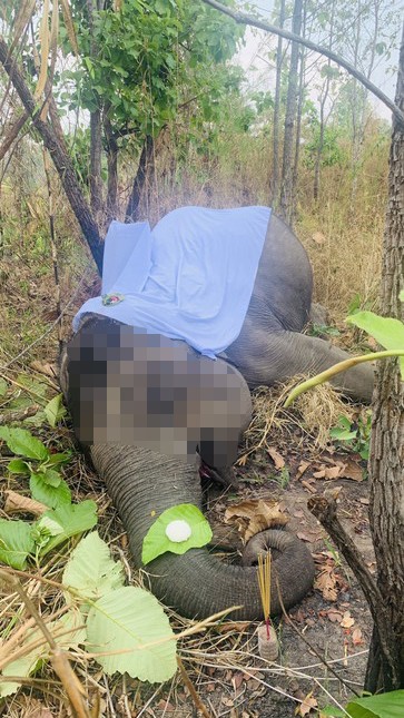 cá thể voi nhà tỉnh Đắk Lắk cá thể voi nhà tỉnh Đắk Lắk