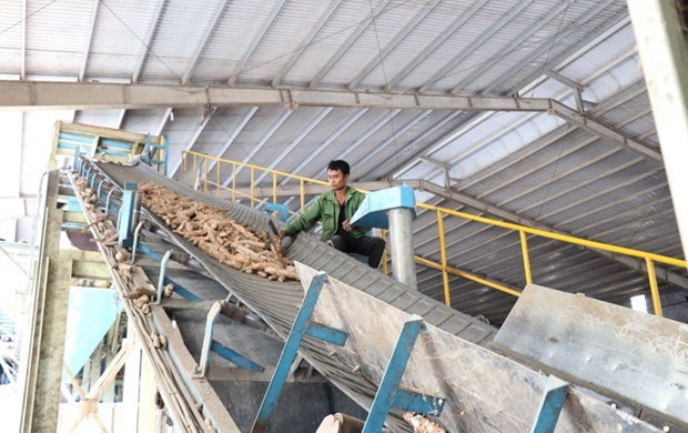 Cơ hội xuất khẩu sắn và tinh bột sắn sang thị trường Trung Quốc hình ảnh 1 Co hoi xuat khau san va tinh bot san sang thi truong Trung Quoc hinh anh 1