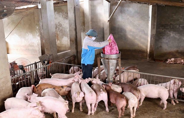 Giá thịt lợn thấp, ngành chăn nuôi làm gì trong cơn 'bão kép'? hình ảnh 1 Gia thit lon thap, nganh chan nuoi lam gi trong con 'bao kep'? hinh anh 1