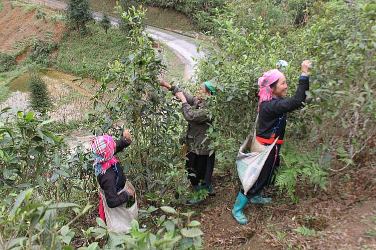 Bà con nông dân thôn Đội 3 xã Bản Liền thu hoạch chè xuân Bà con nông dân thôn Đội 3 xã Bản Liền thu hoạch chè xuân