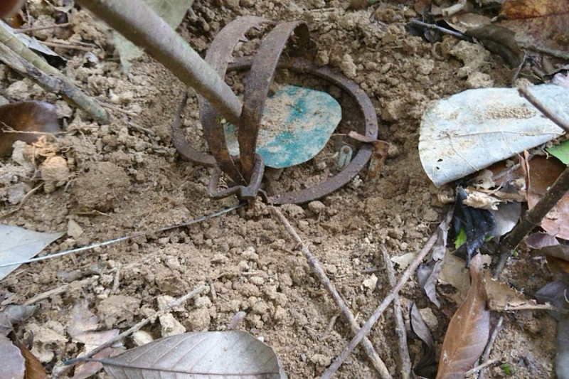 Đà Nẵng: Hàng trăm bẫy thú nguy hiểm tại bán đảo Sơn Trà bị phát hiện, gỡ bỏ