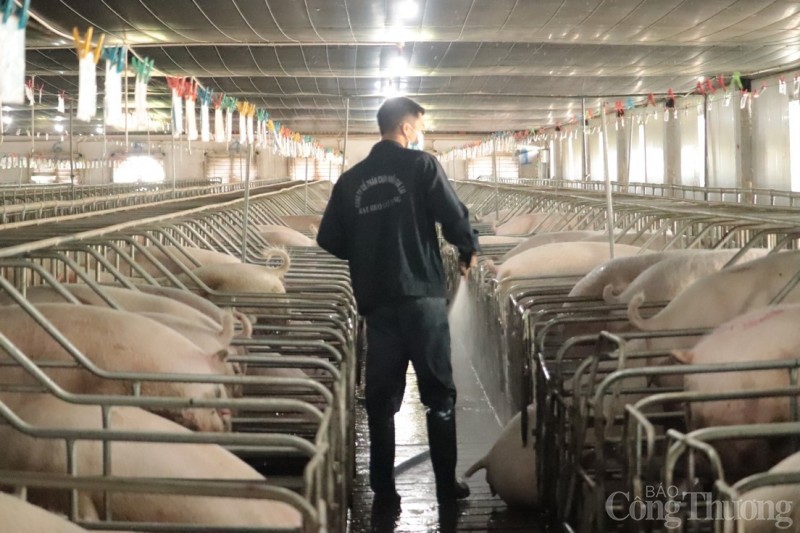 Trang trại heo cuản Công ty Cổ phần Chăn nuôi Gia Lai. Ảnh: Phúc Lâm Trang trại heo cuản Công ty Cổ phần Chăn nuôi Gia Lai. Ảnh: Phúc Lâm