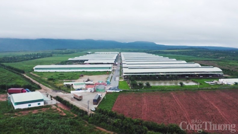 Trang trại bò sữa NutiMilk nằm sâu trong rừng cỏ thuộc xã Đăk Yă (Mang Yang, Gia Lai). Ảnh: Phúc Lâm Ảnh: Phúc Lâm Trang trại bò sữa NutiMilk nằm sâu trong rừng cỏ thuộc xã Đăk Yă (Mang Yang, Gia Lai). Ảnh: Phúc Lâm Ảnh: Phúc Lâm