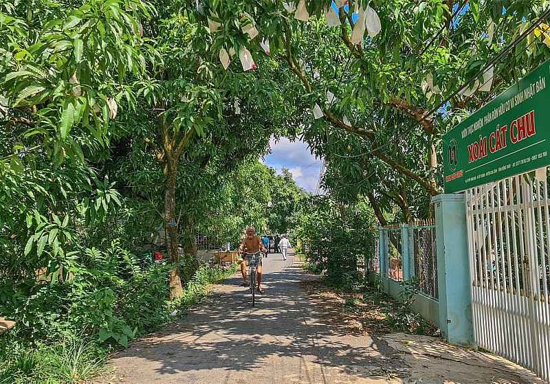 Tỉnh Đồng Tháp đang chú trọng mở rộng diện tích canh tác xoài theo các tiêu chuẩn an toàn vệ sinh thực phẩm Tỉnh Đồng Tháp đang chú trọng mở rộng diện tích canh tác xoài theo các tiêu chuẩn an toàn vệ sinh thực phẩm