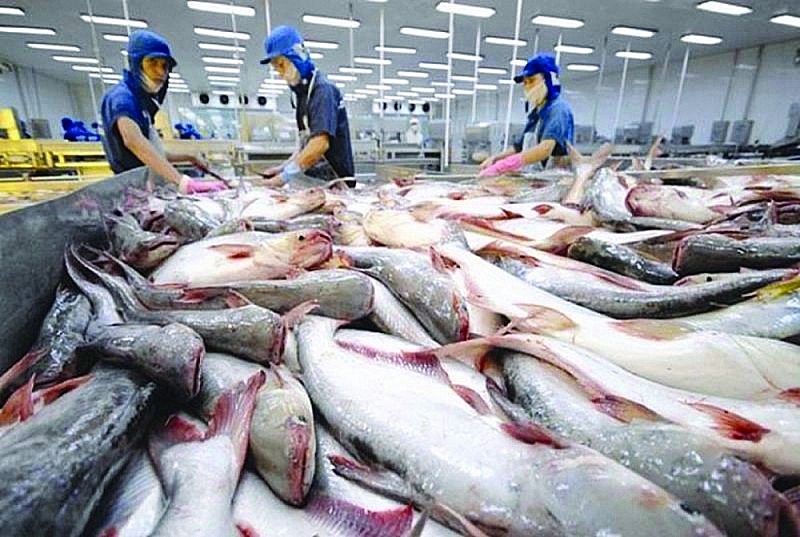 Cá tra xuất khẩu sang Ả Rập Xê út tăng trưởng tốt trong quý 1/2023 Cá tra xuất khẩu sang Ả Rập Xê út tăng trưởng tốt trong quý 1/2023