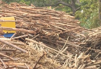 Quảng Ngãi: Chủ tịch huyện sẽ bị đình chỉ công tác nếu để xảy ra vi phạm trong thu mua gỗ keo