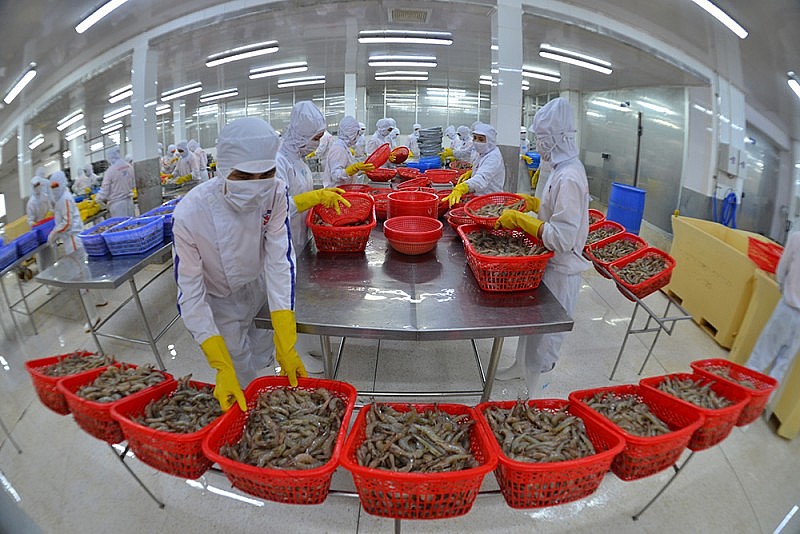 Nâng tầm chuỗi giá trị, gia tăng sức cạnh tranh tôm Việt Nam Nâng tầm chuỗi giá trị, gia tăng sức cạnh tranh tôm Việt Nam