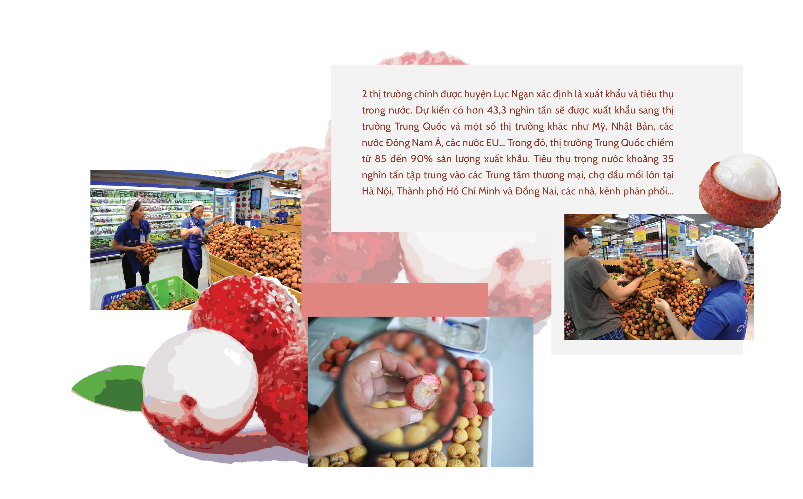 Longform | Vụ vải thiều Bắc Giang năm 2023: Sẵn sàng tiêu thụ 180 nghìn tấn Longform | Vụ vải thiều Bắc Giang năm 2023: Sẵn sàng tiêu thụ 180 nghìn tấn