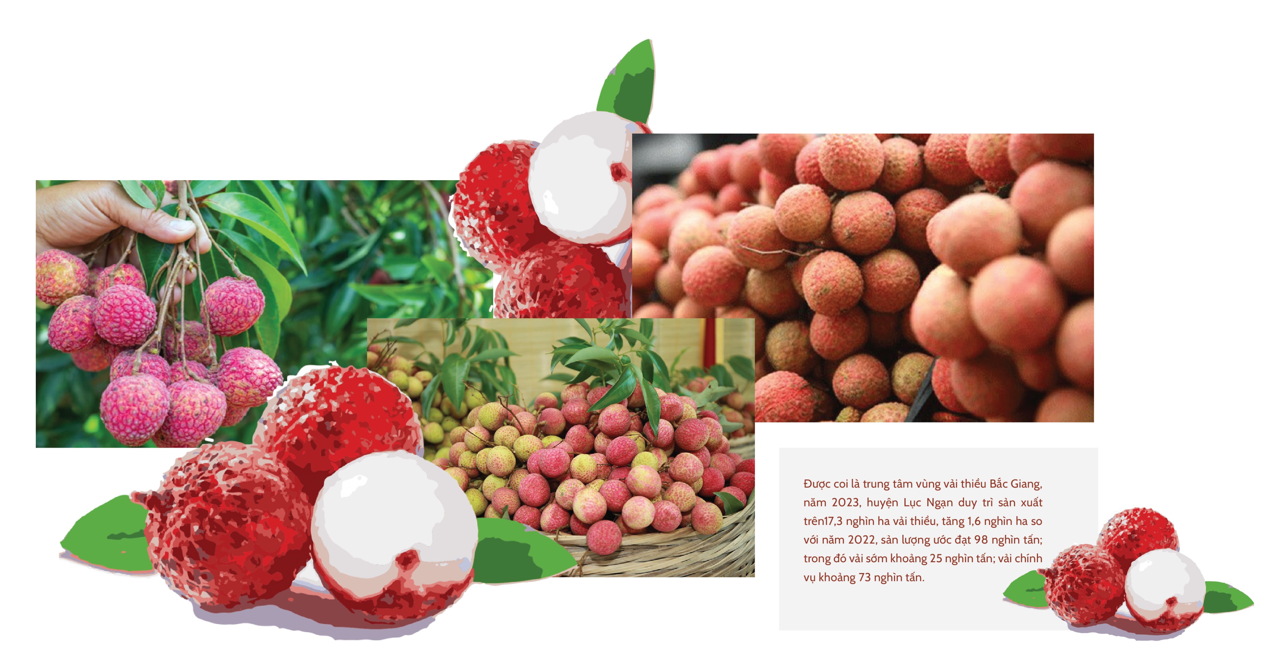 Longform | Vụ vải thiều Bắc Giang năm 2023: Sẵn sàng tiêu thụ 180 nghìn tấn Longform | Vụ vải thiều Bắc Giang năm 2023: Sẵn sàng tiêu thụ 180 nghìn tấn