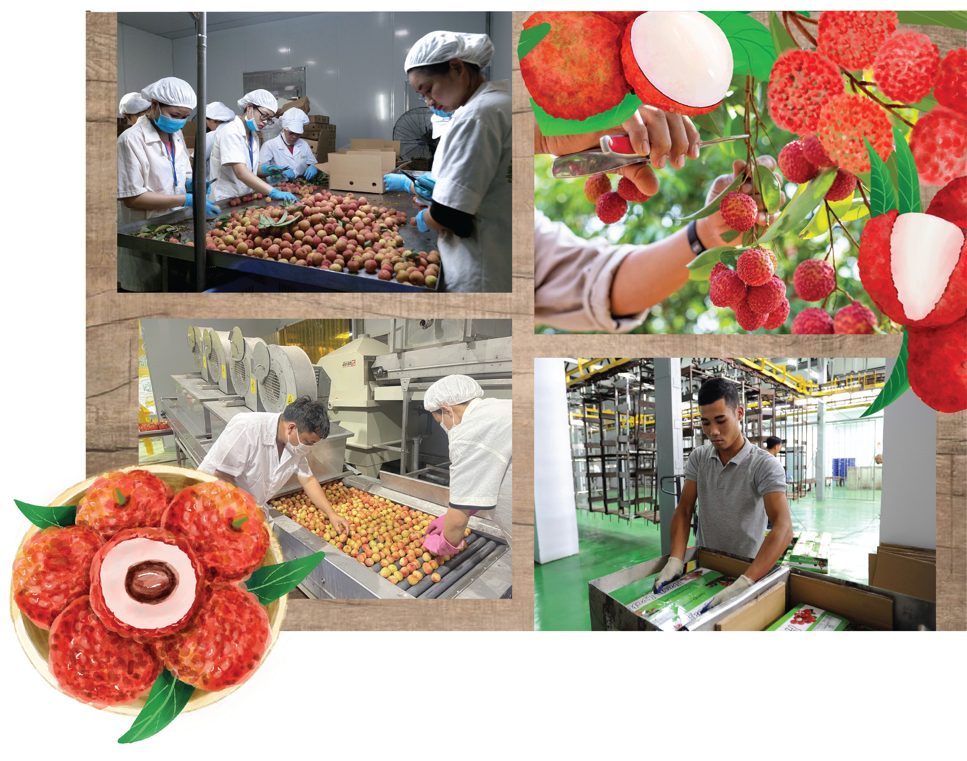 Longform | Vụ vải thiều Bắc Giang năm 2023: Sẵn sàng tiêu thụ 180 nghìn tấn Longform | Vụ vải thiều Bắc Giang năm 2023: Sẵn sàng tiêu thụ 180 nghìn tấn