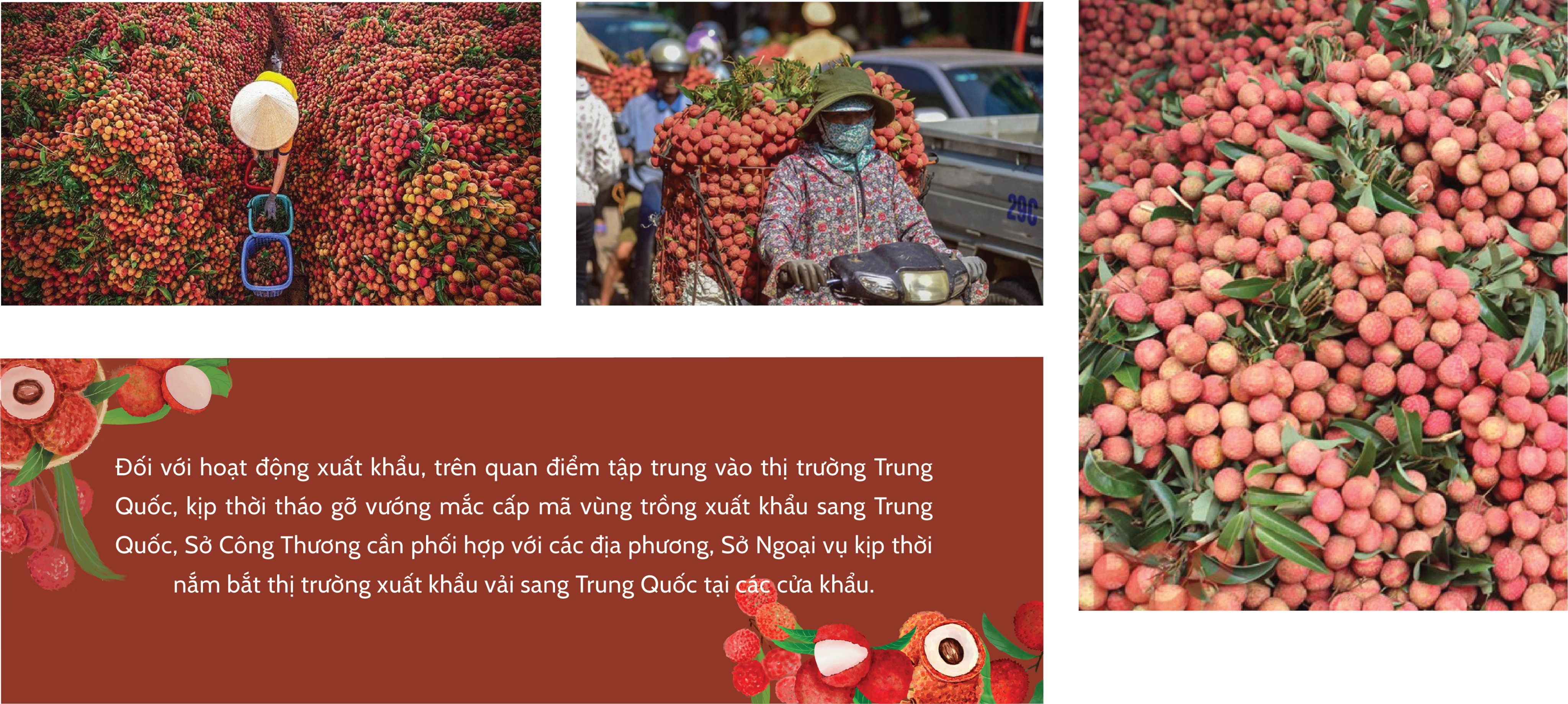 Longform | Vụ vải thiều Bắc Giang năm 2023: Sẵn sàng tiêu thụ 180 nghìn tấn Longform | Vụ vải thiều Bắc Giang năm 2023: Sẵn sàng tiêu thụ 180 nghìn tấn