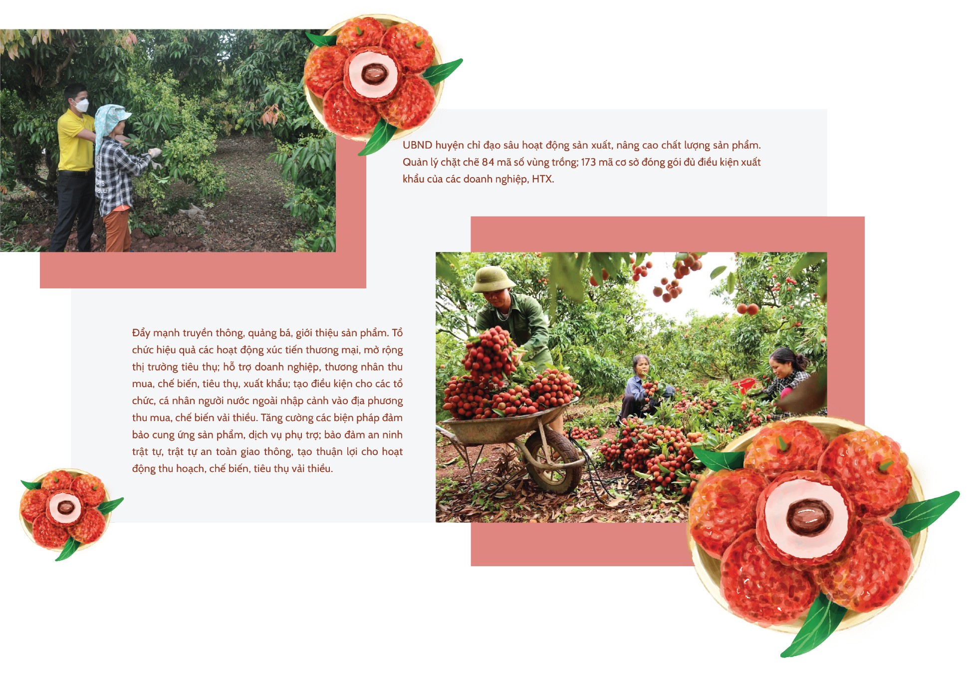 Longform | Vụ vải thiều Bắc Giang năm 2023: Sẵn sàng tiêu thụ 180 nghìn tấn Longform | Vụ vải thiều Bắc Giang năm 2023: Sẵn sàng tiêu thụ 180 nghìn tấn