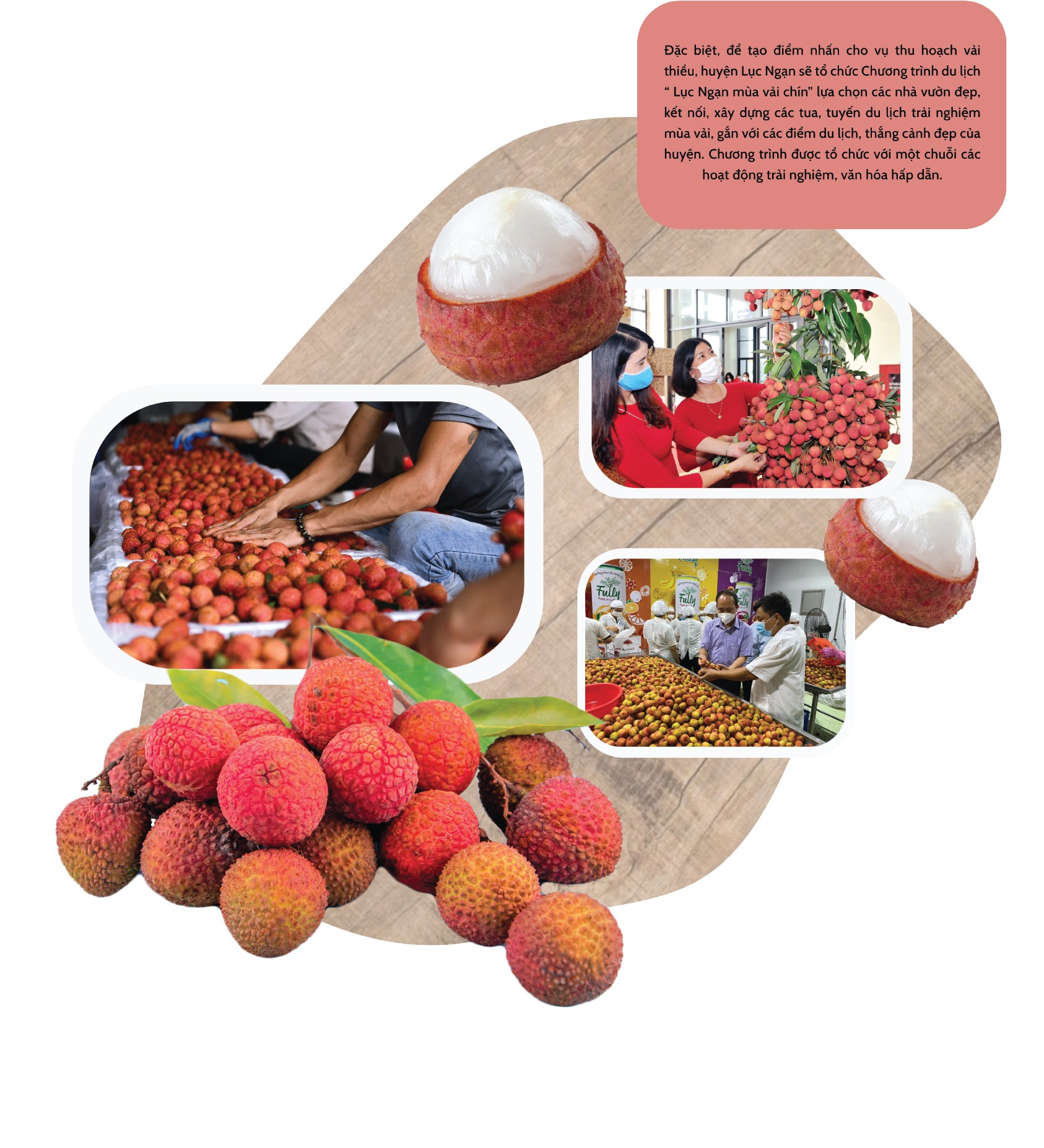 Longform | Vụ vải thiều Bắc Giang năm 2023: Sẵn sàng tiêu thụ 180 nghìn tấn Longform | Vụ vải thiều Bắc Giang năm 2023: Sẵn sàng tiêu thụ 180 nghìn tấn