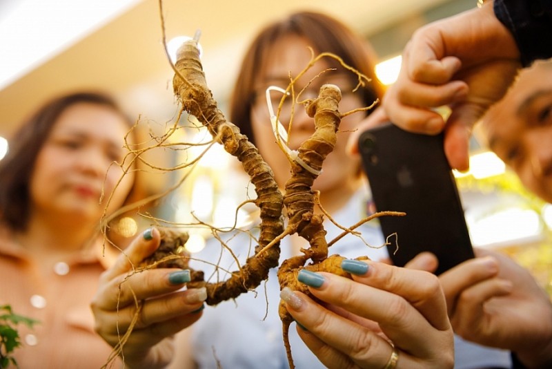 Nhận diện sản phẩm sâm Ngọc Linh và sâm trồng tại các tỉnh thành khác Nhận diện sản phẩm sâm Ngọc Linh và sâm trồng tại các tỉnh thành khác