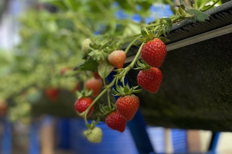 177 sản phẩm OCOP xếp hạng từ 3 - 5 sao và 31 sản phẩm tiêu biểu của tỉnh Lâm Đồng được đề xuất đưa lên sàn thương mại điện tử. 177 sản phẩm OCOP xếp hạng từ 3 - 5 sao và 31 sản phẩm tiêu biểu của tỉnh Lâm Đồng được đề xuất đưa lên sàn thương mại điện tử.